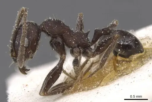 Pheidole excellens specimen CASENT0913310 image casent0913310_3
