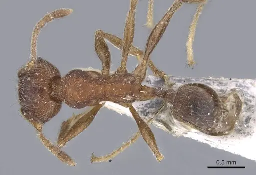 Pheidole excellens specimen CASENT0922193 image casent0922193_1