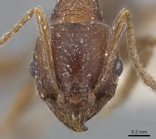 Pheidole excellens specimen CASENT0922193 image casent0922193_2