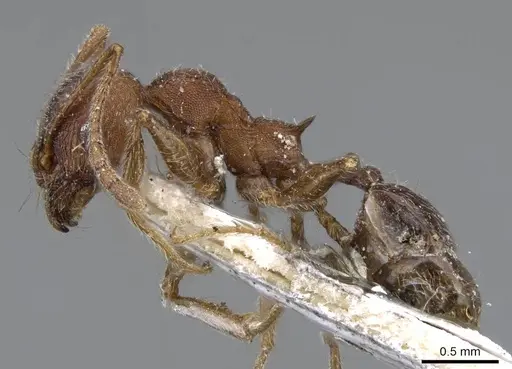Pheidole excellens specimen CASENT0922193 image casent0922193_3