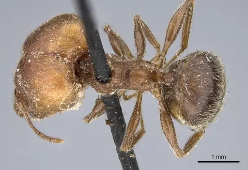 Pheidole excellens specimen CASENT0922194 image casent0922194_1