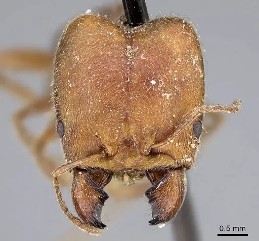 Pheidole excellens specimen CASENT0922194 image casent0922194_2