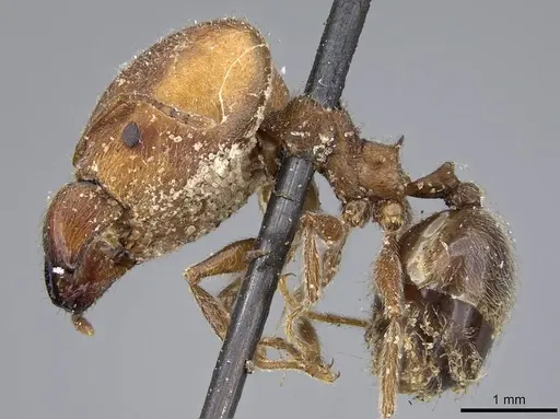 Pheidole excellens specimen CASENT0922194 image casent0922194_3