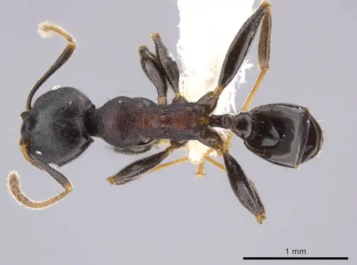 Pheidole excubitor specimen CASENT0609779 image casent0609779_1