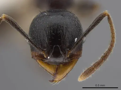 Pheidole excubitor specimen CASENT0609779 image casent0609779_2