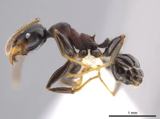Pheidole excubitor specimen CASENT0609779 image casent0609779_3