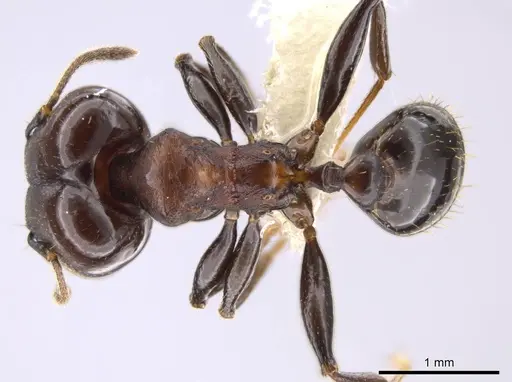 Pheidole excubitor specimen CASENT0609873 image casent0609873_1
