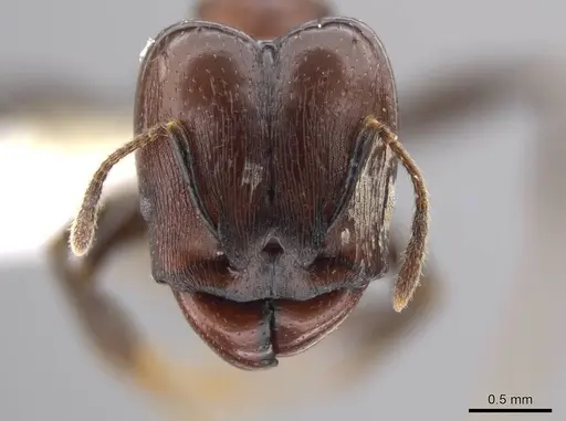 Pheidole excubitor specimen CASENT0609873 image casent0609873_2
