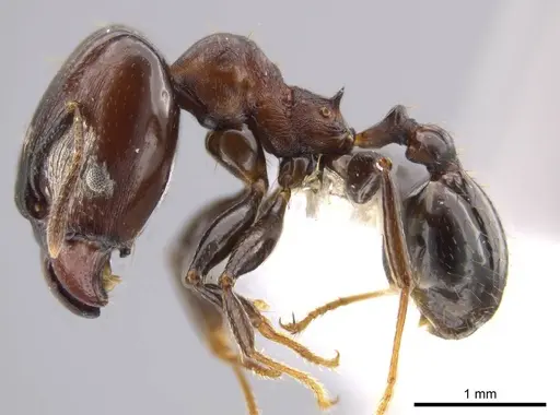Pheidole excubitor specimen CASENT0609873 image casent0609873_3