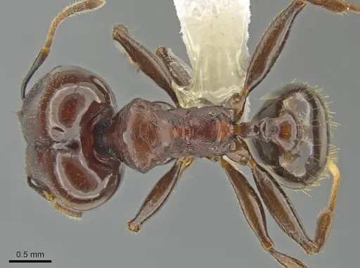 Pheidole excubitor specimen CASENT0635208 image casent0635208_1