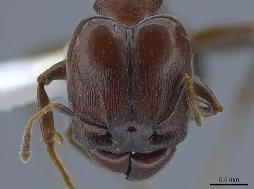 Pheidole excubitor specimen CASENT0635208 image casent0635208_2