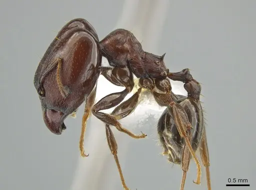Pheidole excubitor specimen CASENT0635208 image casent0635208_3