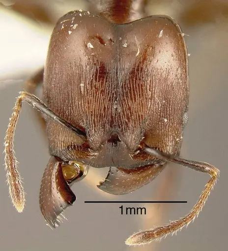 Pheidole excubitor specimen INB0003207483 image inb0003207483_1