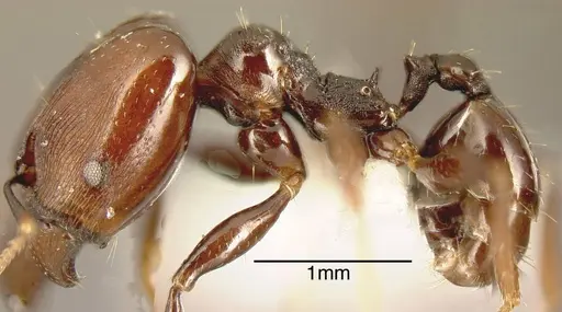 Pheidole excubitor specimen INB0003207483 image inb0003207483_2
