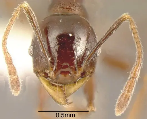 Pheidole excubitor specimen INB0003207486 image inb0003207486_1