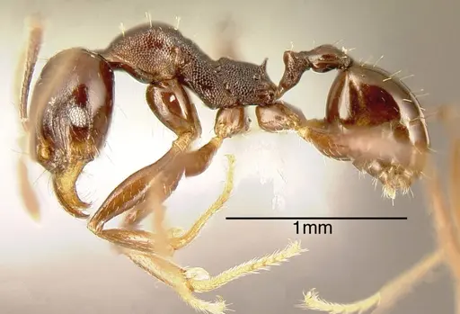 Pheidole excubitor specimen INB0003207486 image inb0003207486_2