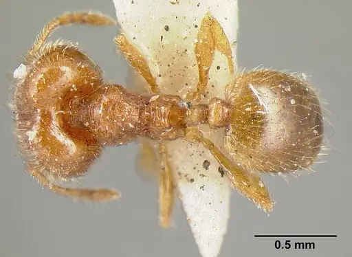 Pheidole exigua specimen CASENT0601288 image casent0601288_1