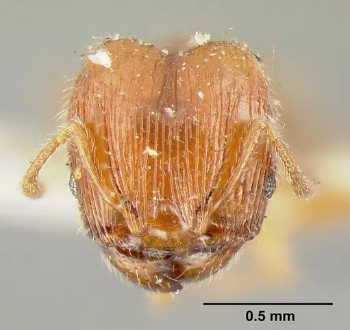 Pheidole exigua specimen CASENT0601288 image casent0601288_2