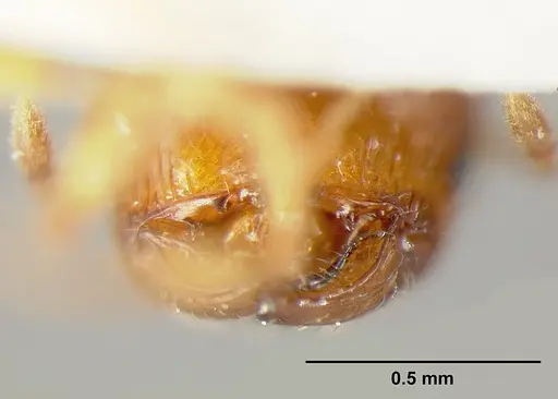Pheidole exigua specimen CASENT0601288 image casent0601288_3