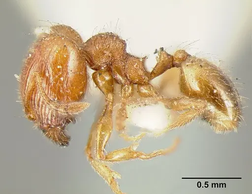 Pheidole exigua specimen CASENT0601288 image casent0601288_4
