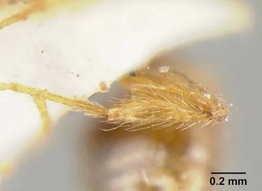 Pheidole exigua specimen CASENT0601288 image casent0601288_5