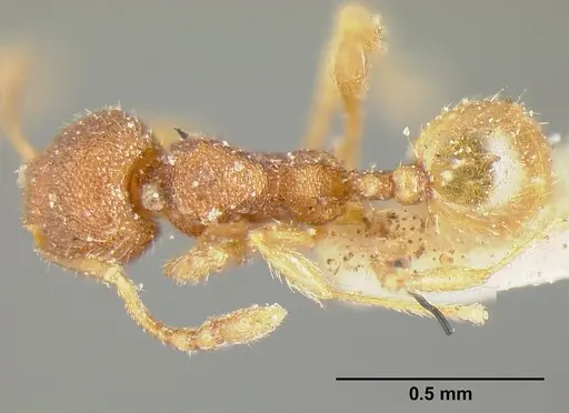 Pheidole exigua specimen CASENT0601289 image casent0601289_1