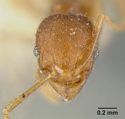 Pheidole exigua specimen CASENT0601289 image casent0601289_2