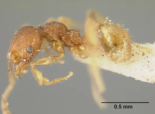 Pheidole exigua specimen CASENT0601289 image casent0601289_3