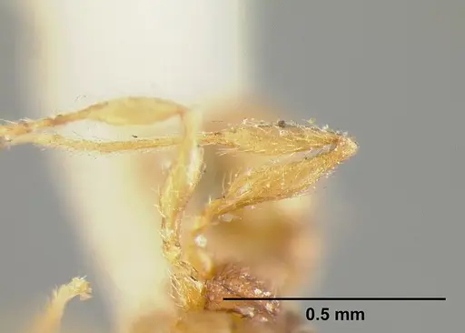 Pheidole exigua specimen CASENT0601289 image casent0601289_4