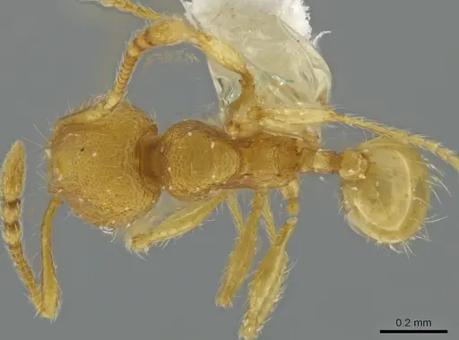 Pheidole exigua specimen CASENT0630522 image casent0630522_1