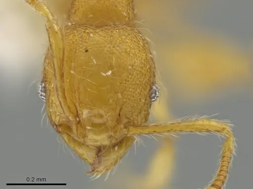 Pheidole exigua specimen CASENT0630522 image casent0630522_2