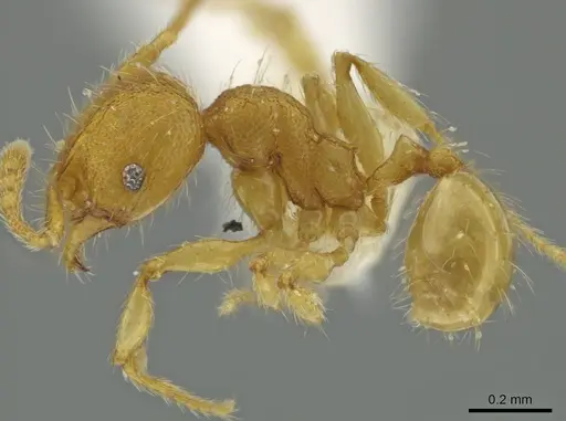 Pheidole exigua specimen CASENT0630522 image casent0630522_3