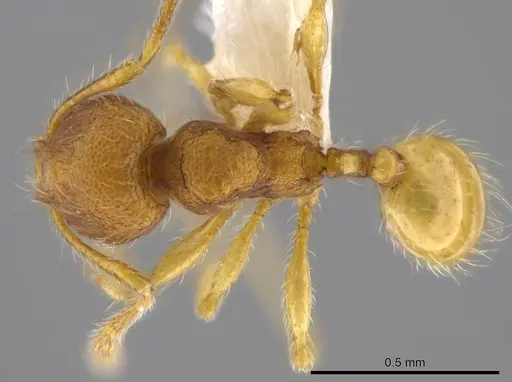 Pheidole exigua specimen CASENT0630667 image casent0630667_1