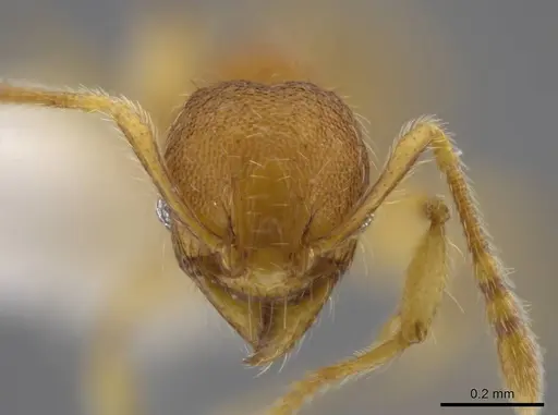 Pheidole exigua specimen CASENT0630667 image casent0630667_2