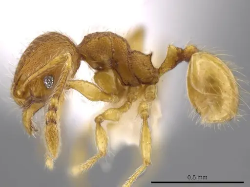 Pheidole exigua specimen CASENT0630667 image casent0630667_3
