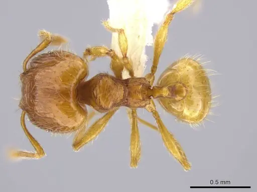 Pheidole exigua specimen CASENT0630820 image casent0630820_1