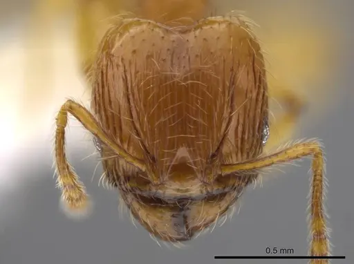 Pheidole exigua specimen CASENT0630820 image casent0630820_2