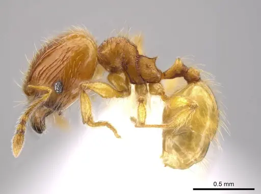Pheidole exigua specimen CASENT0630820 image casent0630820_3