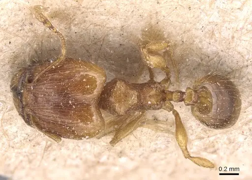 Pheidole exigua specimen CASENT0904412 image casent0904412_1