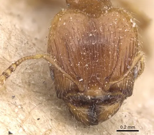 Pheidole exigua specimen CASENT0904412 image casent0904412_2
