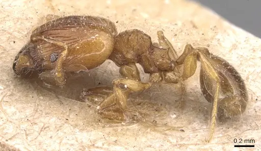 Pheidole exigua specimen CASENT0904412 image casent0904412_3