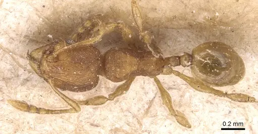 Pheidole exigua specimen CASENT0904413 image casent0904413_1
