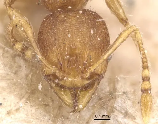 Pheidole exigua specimen CASENT0904413 image casent0904413_2