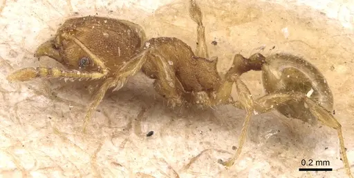 Pheidole exigua specimen CASENT0904413 image casent0904413_3