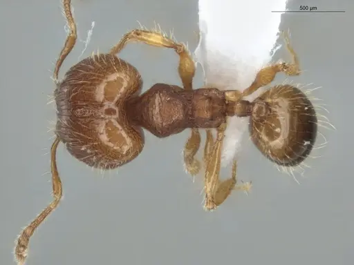 Pheidole exigua specimen ECOFOG-GAL18-0280-21-S image ecofog-gal18-0280-21-s_1