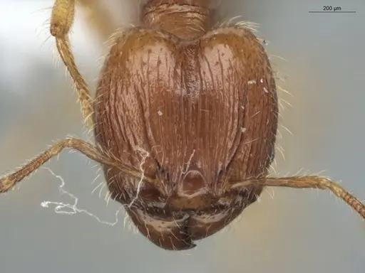 Pheidole exigua specimen ECOFOG-GAL18-0280-21-S image ecofog-gal18-0280-21-s_2