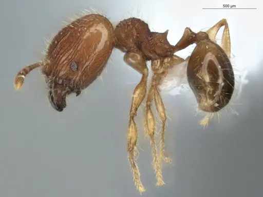 Pheidole exigua specimen ECOFOG-GAL18-0280-21-S image ecofog-gal18-0280-21-s_3