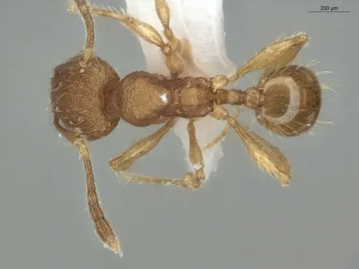 Pheidole exigua specimen ECOFOG-GAL18-0280-21 image ecofog-gal18-0280-21_1