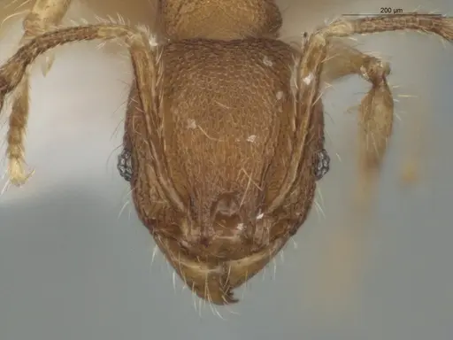Pheidole exigua specimen ECOFOG-GAL18-0280-21 image ecofog-gal18-0280-21_2