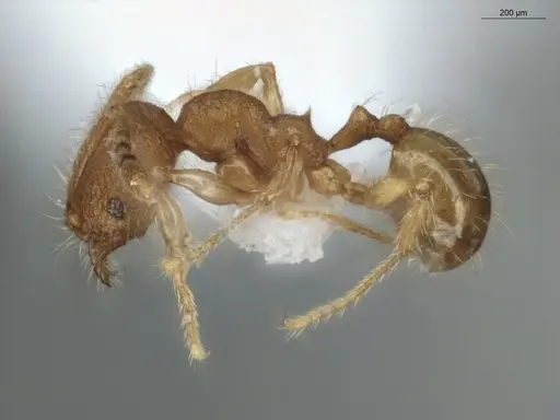 Pheidole exigua specimen ECOFOG-GAL18-0280-21 image ecofog-gal18-0280-21_3